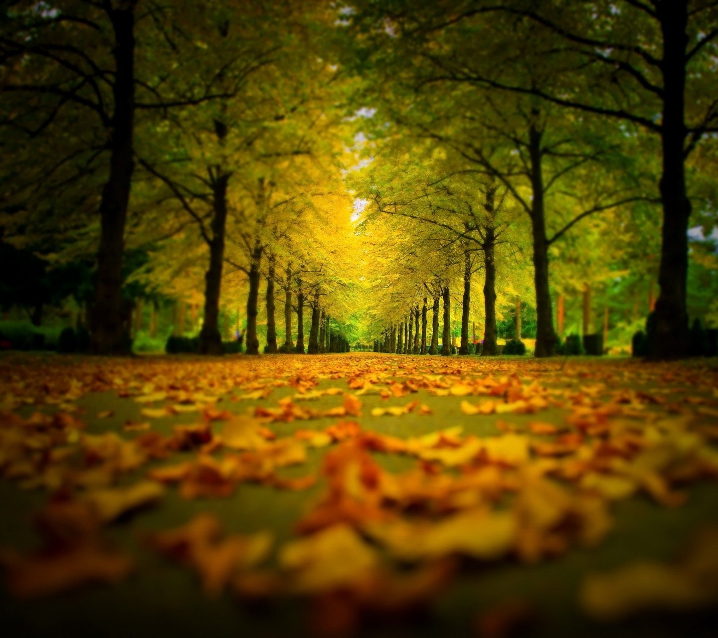 nature, Leaves, Trees Wallpaper