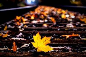 nature, Leaves, Railway