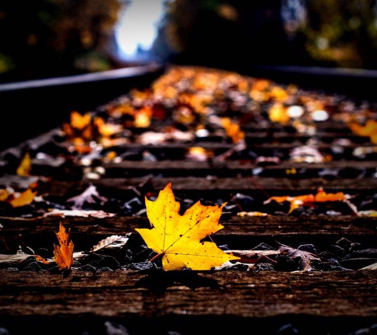 nature, Leaves, Railway HD Wallpaper Desktop Background