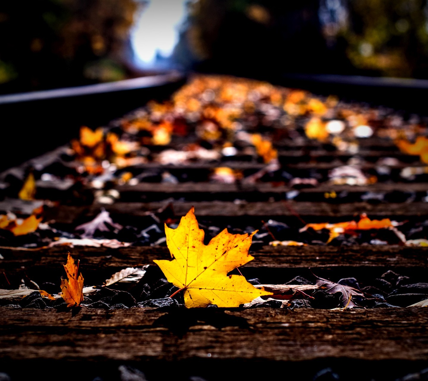 nature, Leaves, Railway Wallpaper