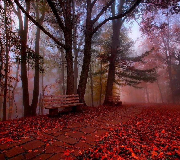 nature, Leaves, Trees, Bench HD Wallpaper Desktop Background