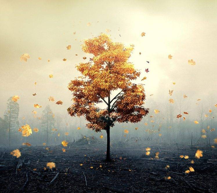 fall, Nature HD Wallpaper Desktop Background
