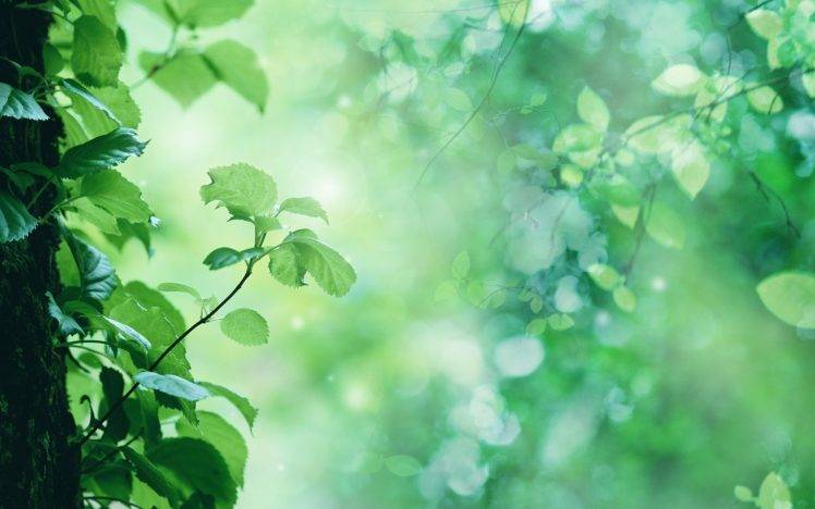 plants, Nature HD Wallpaper Desktop Background