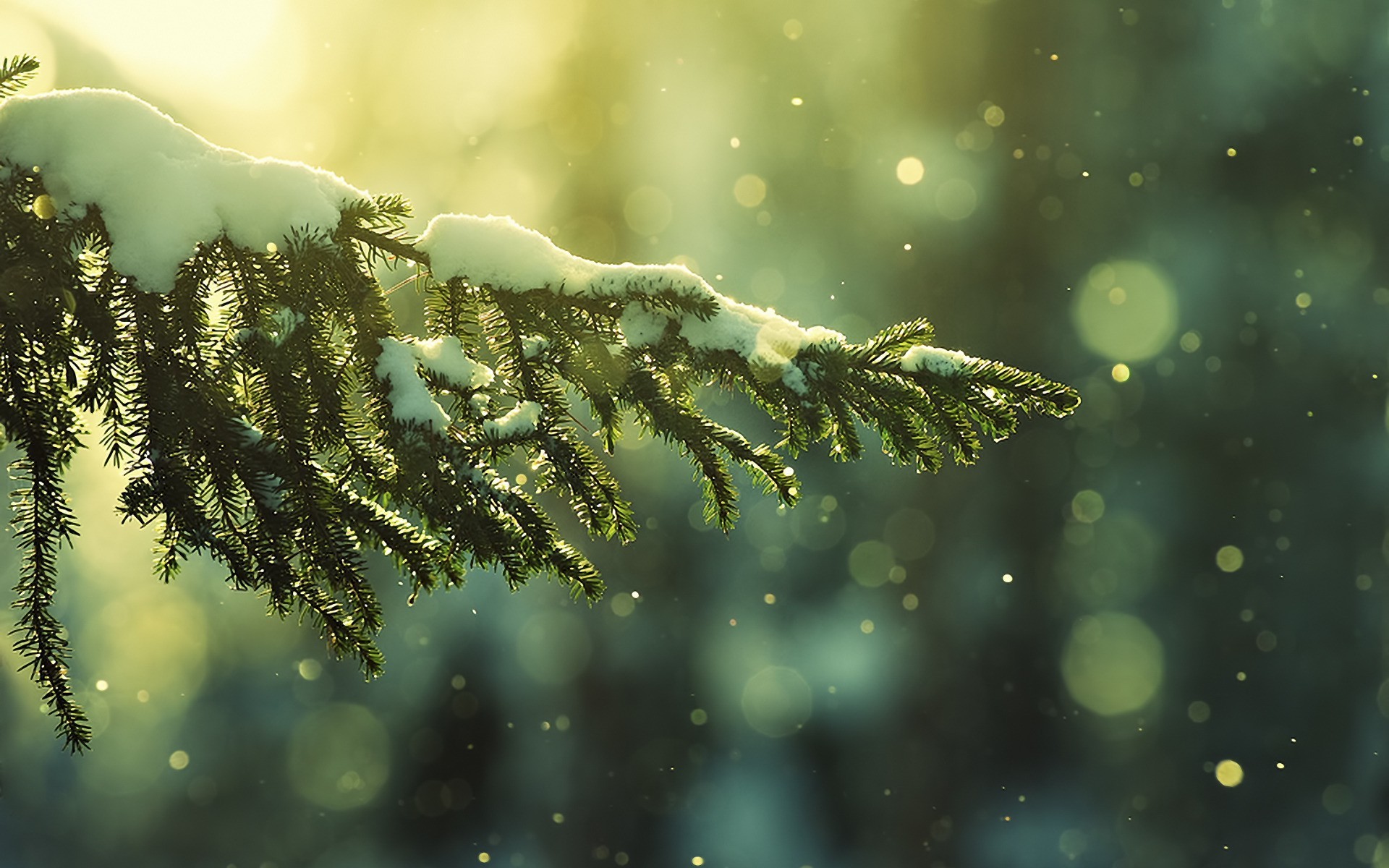 plants, Nature Wallpaper