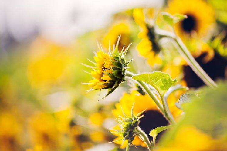 sunflowers, Flowers, Nature, Plants HD Wallpaper Desktop Background