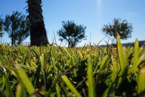 nature, Blurred, Lebanon, Grass, Trees, Plants, Green