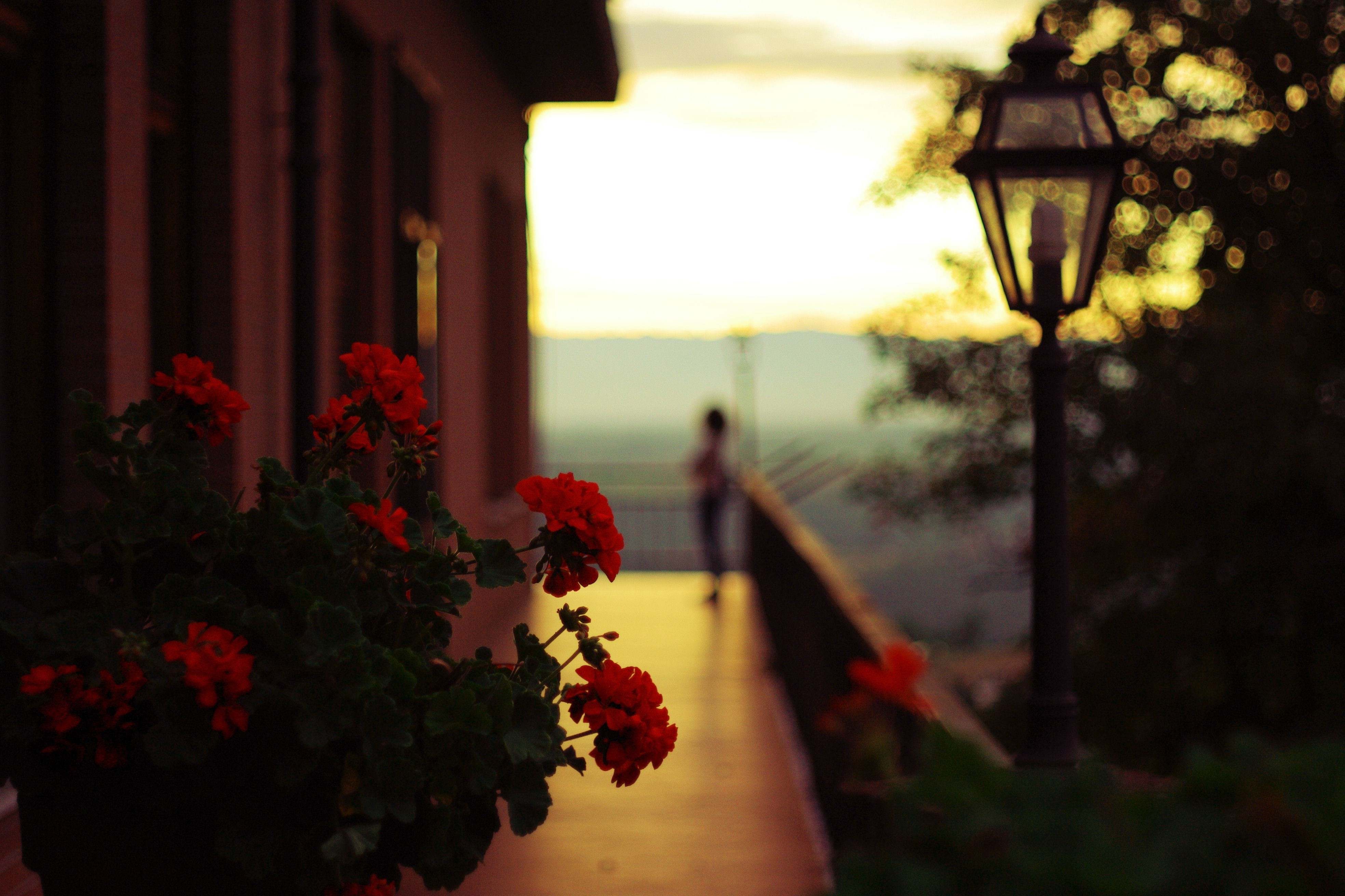 flowers, Lantern Wallpaper