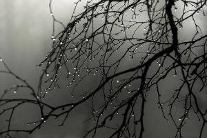 nature, Trees, Branch, Minimalism, Water Drops, Monochrome, Depth Of Field, Mist