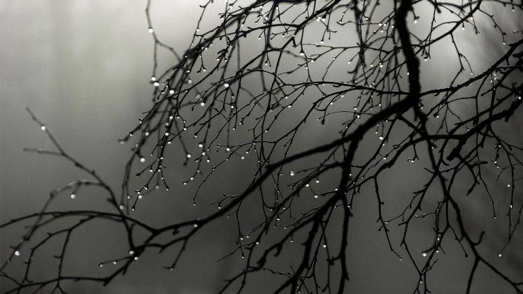 nature, Trees, Branch, Minimalism, Water Drops, Monochrome, Depth Of Field, Mist HD Wallpaper Desktop Background