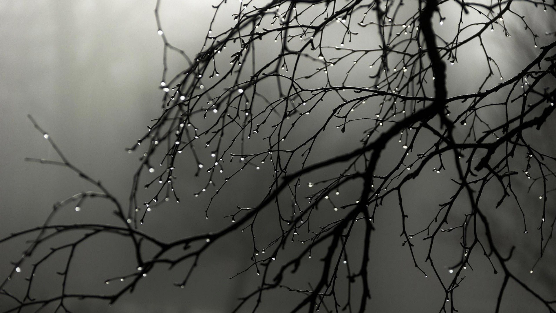 nature, Trees, Branch, Minimalism, Water Drops, Monochrome, Depth Of Field, Mist Wallpaper