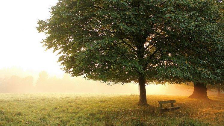 nature, Trees, Branch, Field, Mist, Morning, Sunset, Grass, Bench, Sunlight, Leaves HD Wallpaper Desktop Background