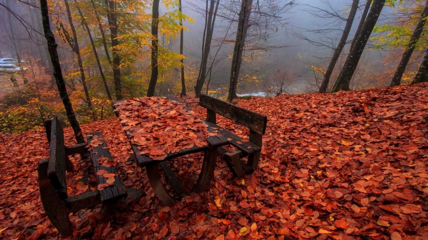 nature, Leaves Wallpaper