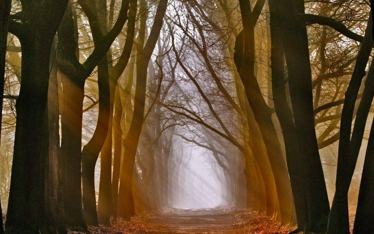 nature, Mist, Trees HD Wallpaper Desktop Background