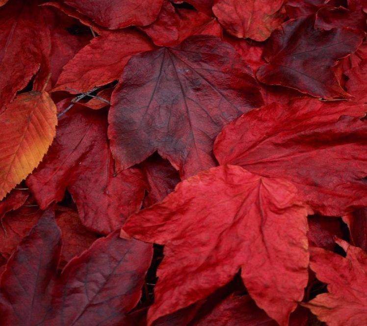 nature, Flowers, Leaves HD Wallpaper Desktop Background