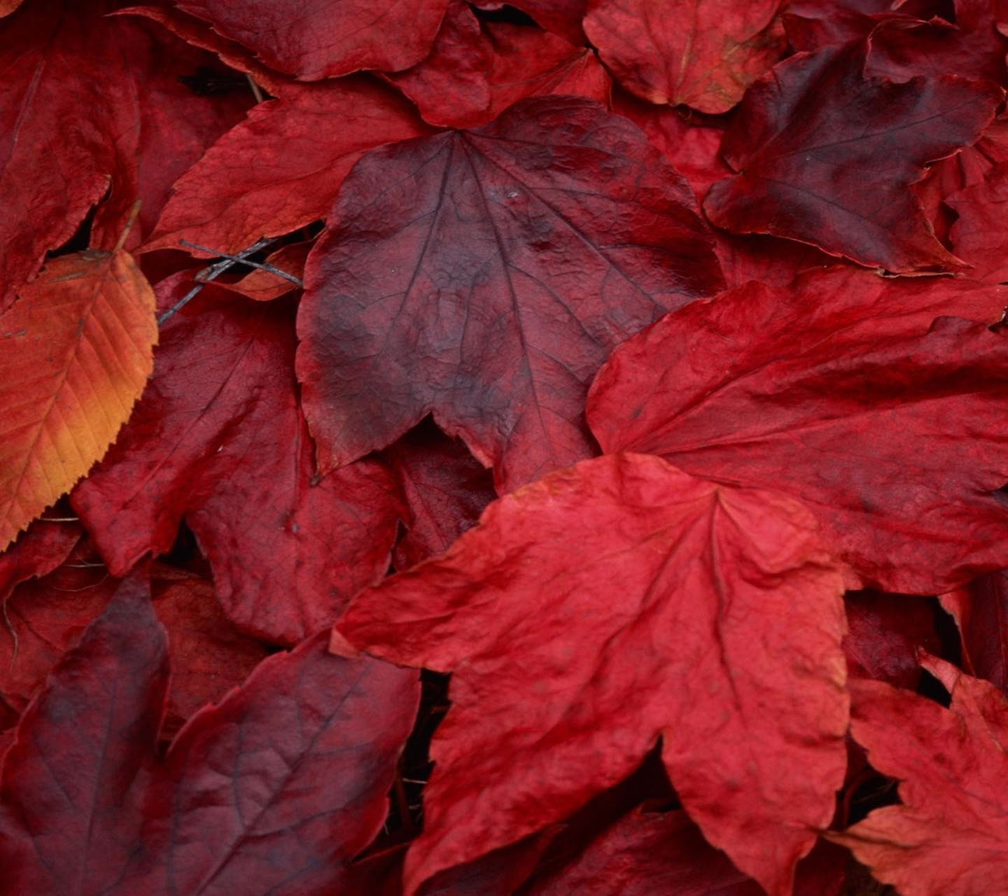 nature, Flowers, Leaves Wallpaper