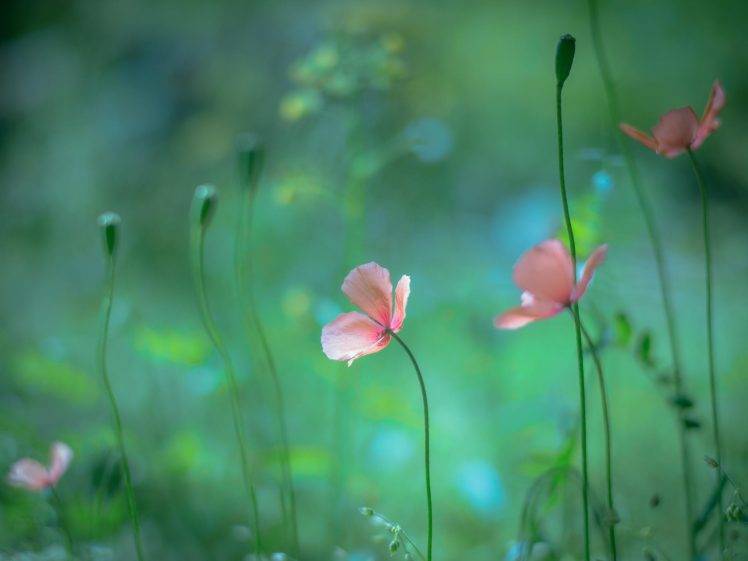 macro, Plants, Flowers HD Wallpaper Desktop Background