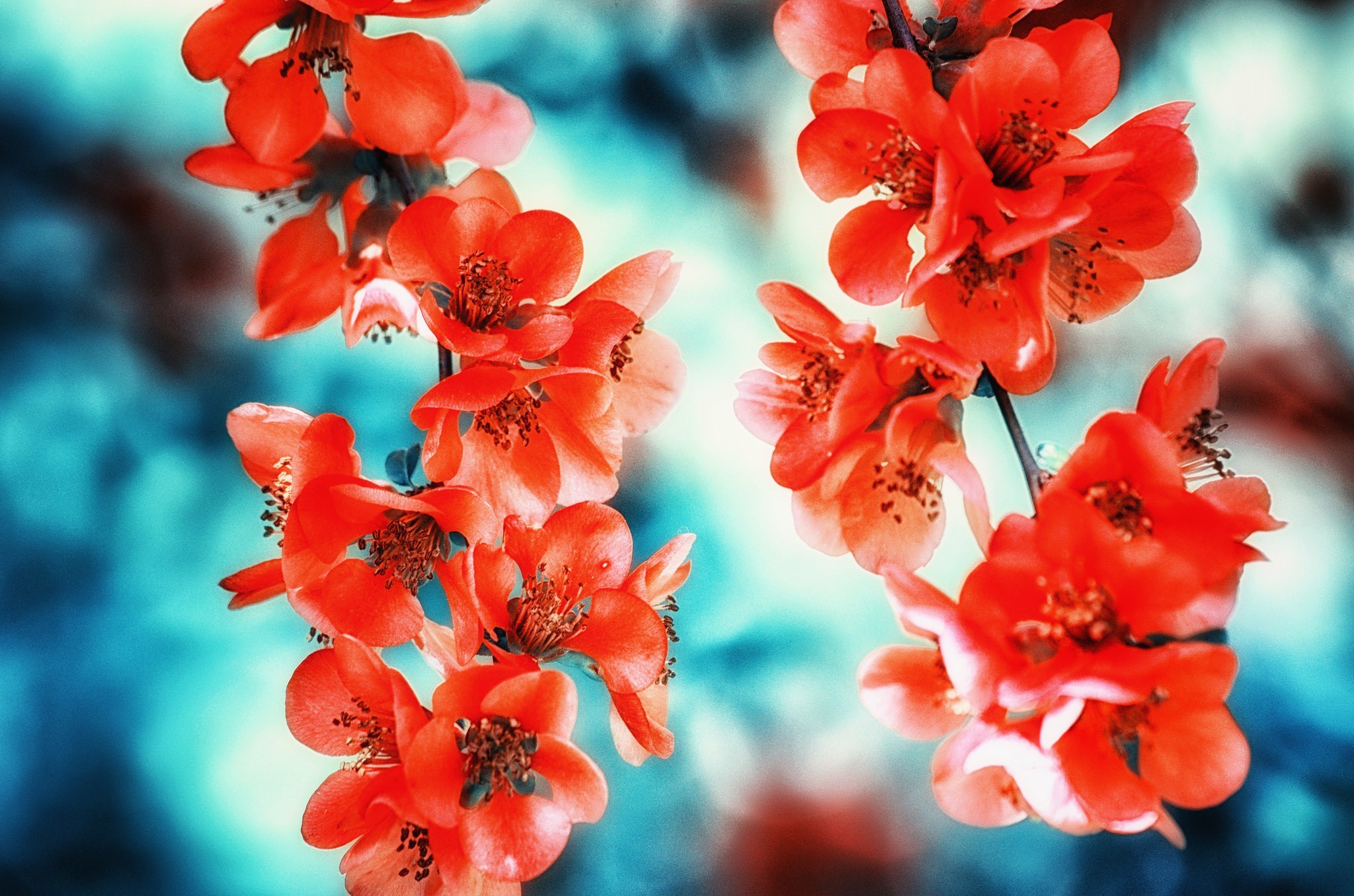flowers, Macro Wallpaper