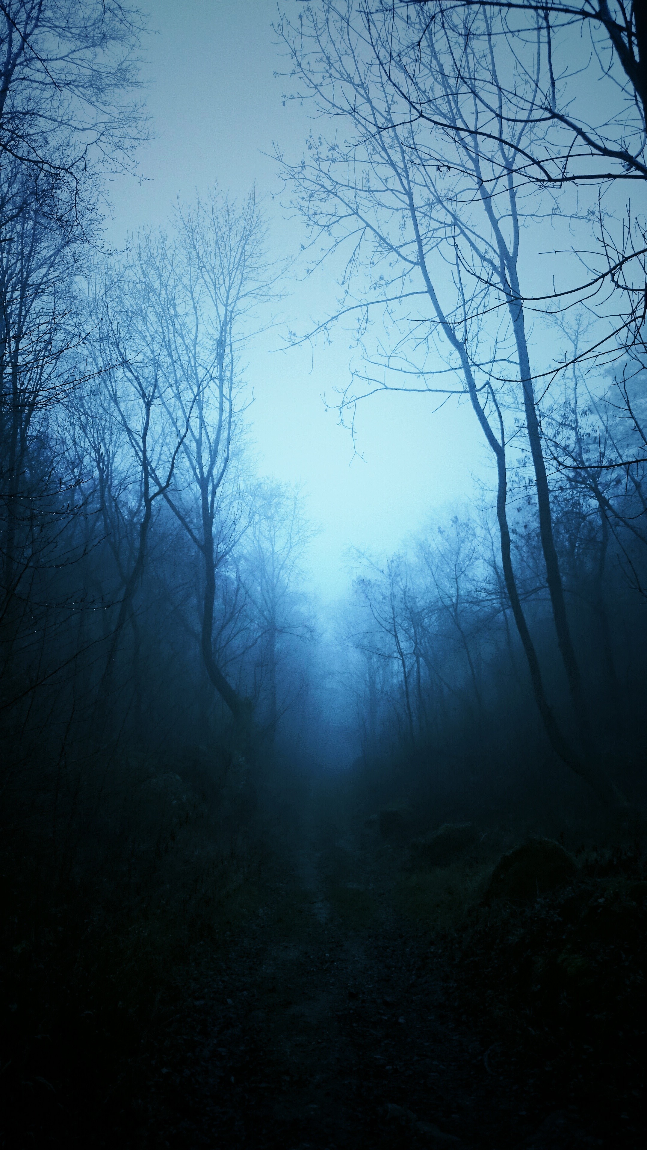 mist, Nature, Dark, Blue, Trees, Tropical Forest, Forest Wallpapers HD