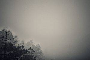 mist, Forest, Dark, Monochrome, Minimalism, Nature
