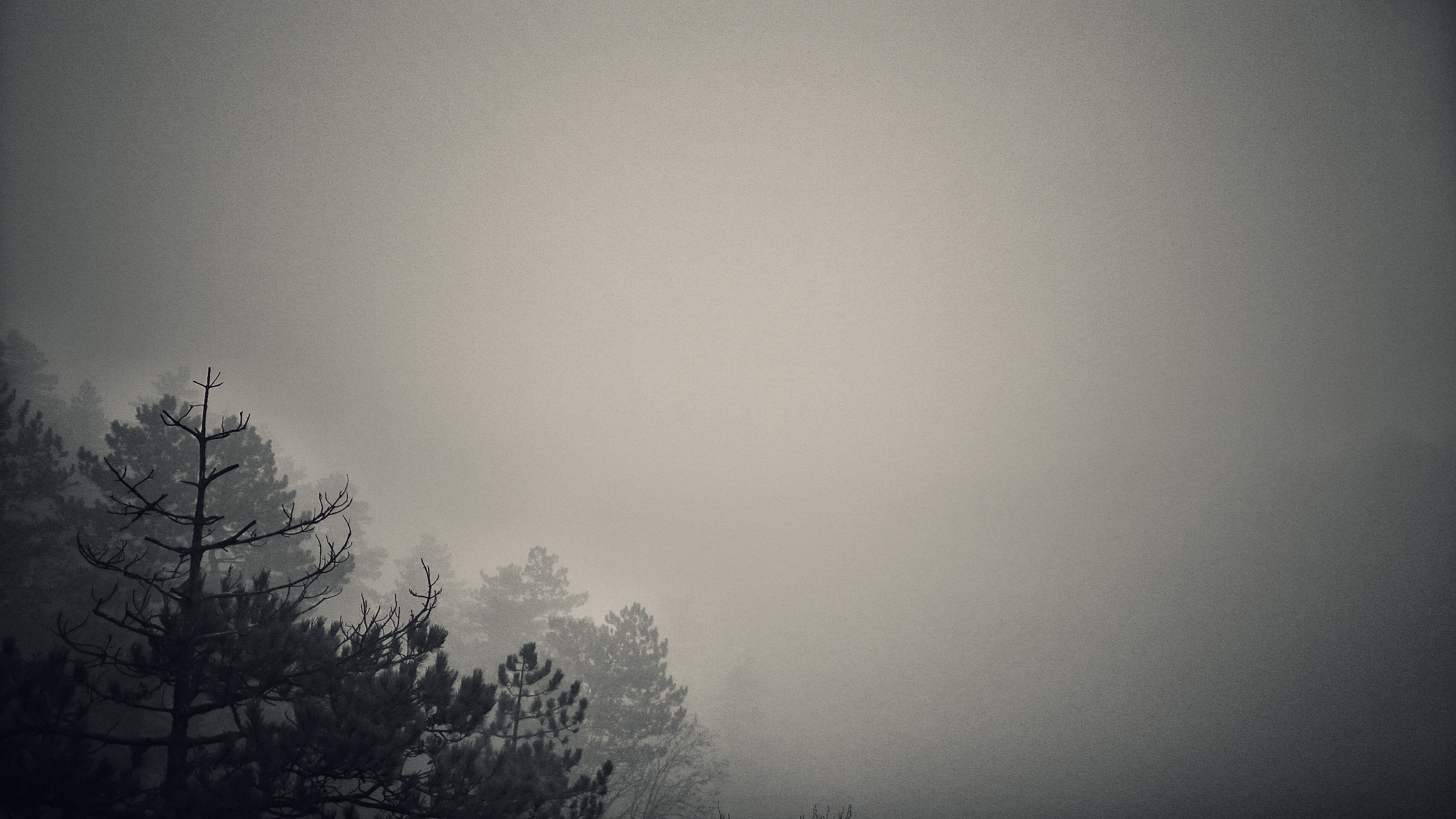 mist, Forest, Dark, Monochrome, Minimalism, Nature ...
