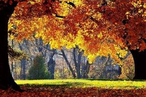 nature, Trees, Fall