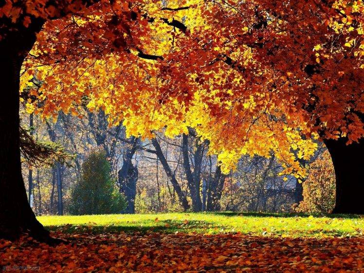 nature, Trees, Fall HD Wallpaper Desktop Background