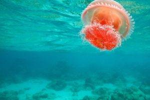 nature, Sea, Jellyfish, Underwater