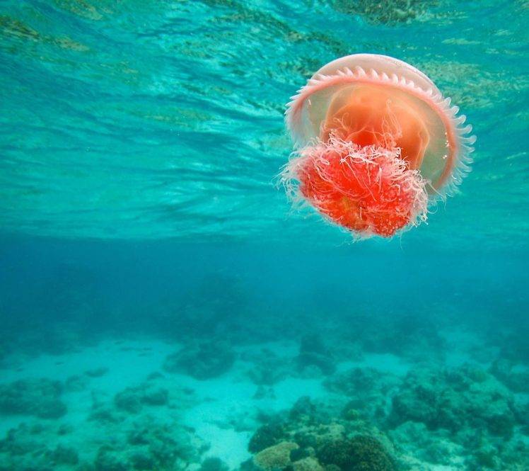 nature, Sea, Jellyfish, Underwater HD Wallpaper Desktop Background