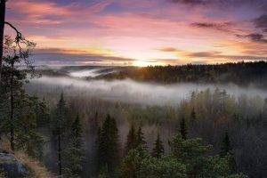 nature, Forest, Mist, Rising Sun