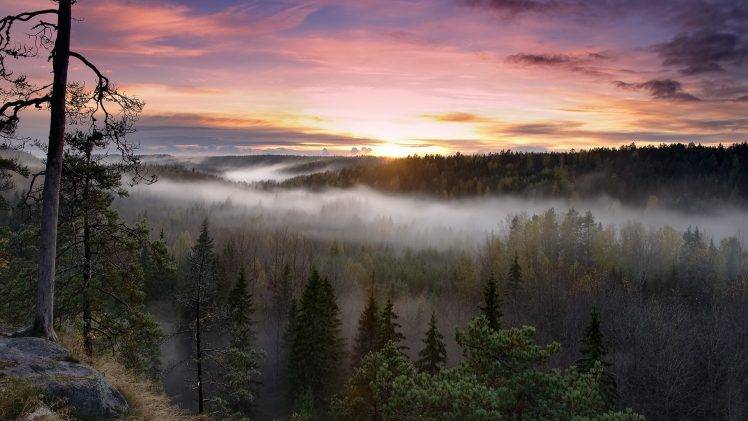 nature, Forest, Mist, Rising Sun HD Wallpaper Desktop Background