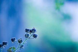 nature, Photography, Blue, Flowers, Depth Of Field