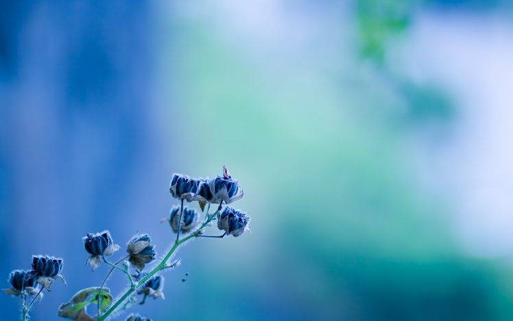 nature, Photography, Blue, Flowers, Depth Of Field HD Wallpaper Desktop Background