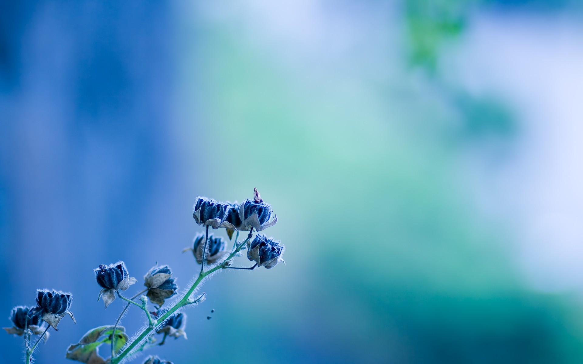 nature, Photography, Blue, Flowers, Depth Of Field Wallpaper