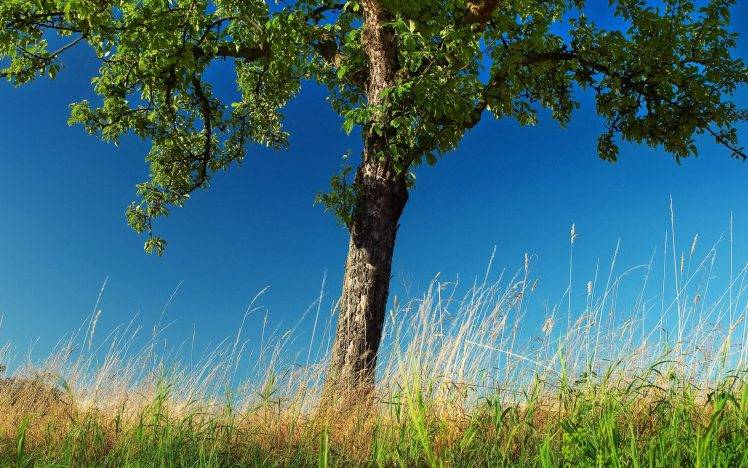 photography, Nature, Trees HD Wallpaper Desktop Background