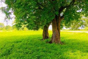 Sri Lanka, Nature, Rice Paddy, Road, Trees, Photography, Green