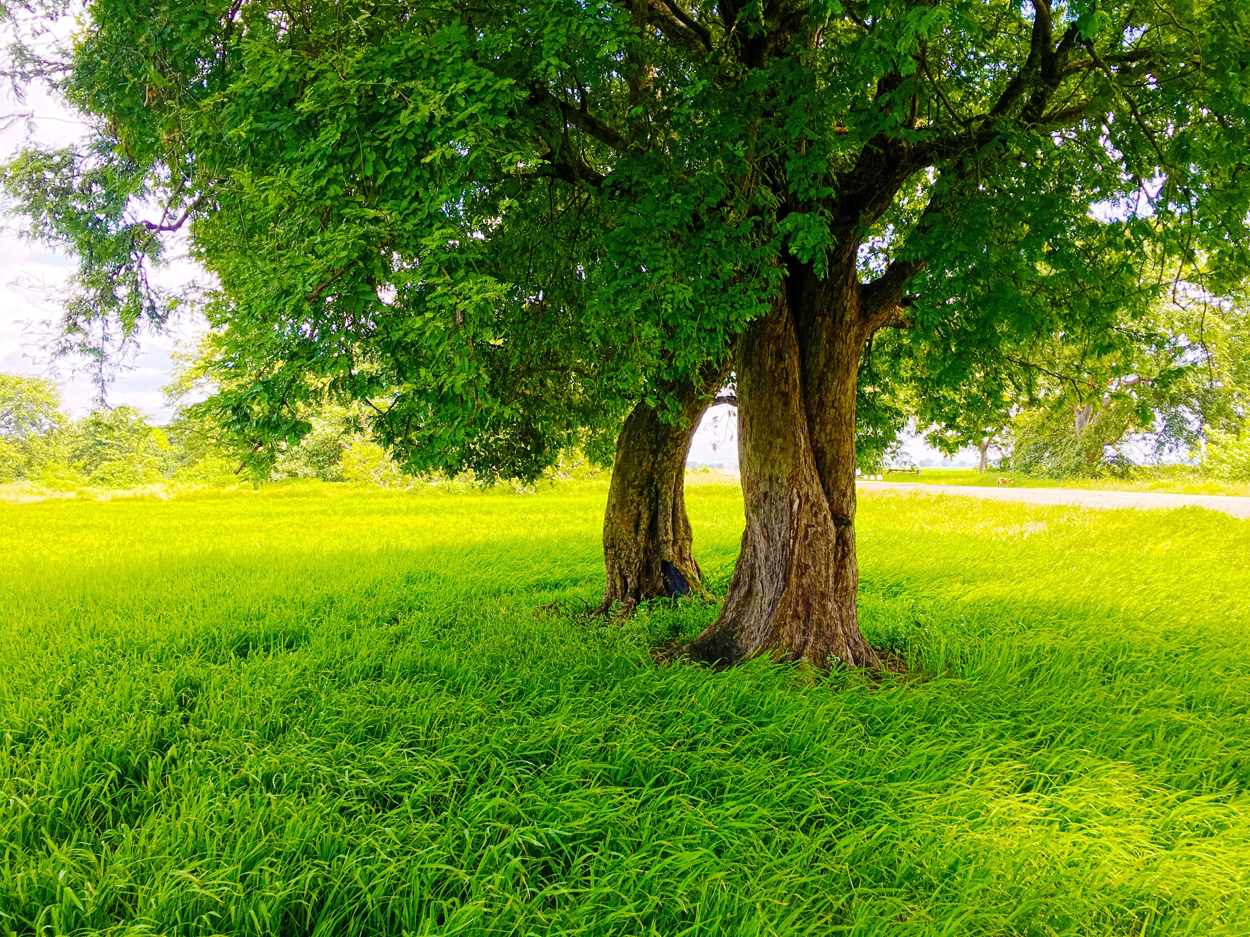 Sri Lanka, Nature, Rice Paddy, Road, Trees, Photography, Green Wallpaper