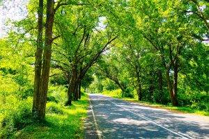 Sri Lanka, Nature, Road, Trees, Photography, Green