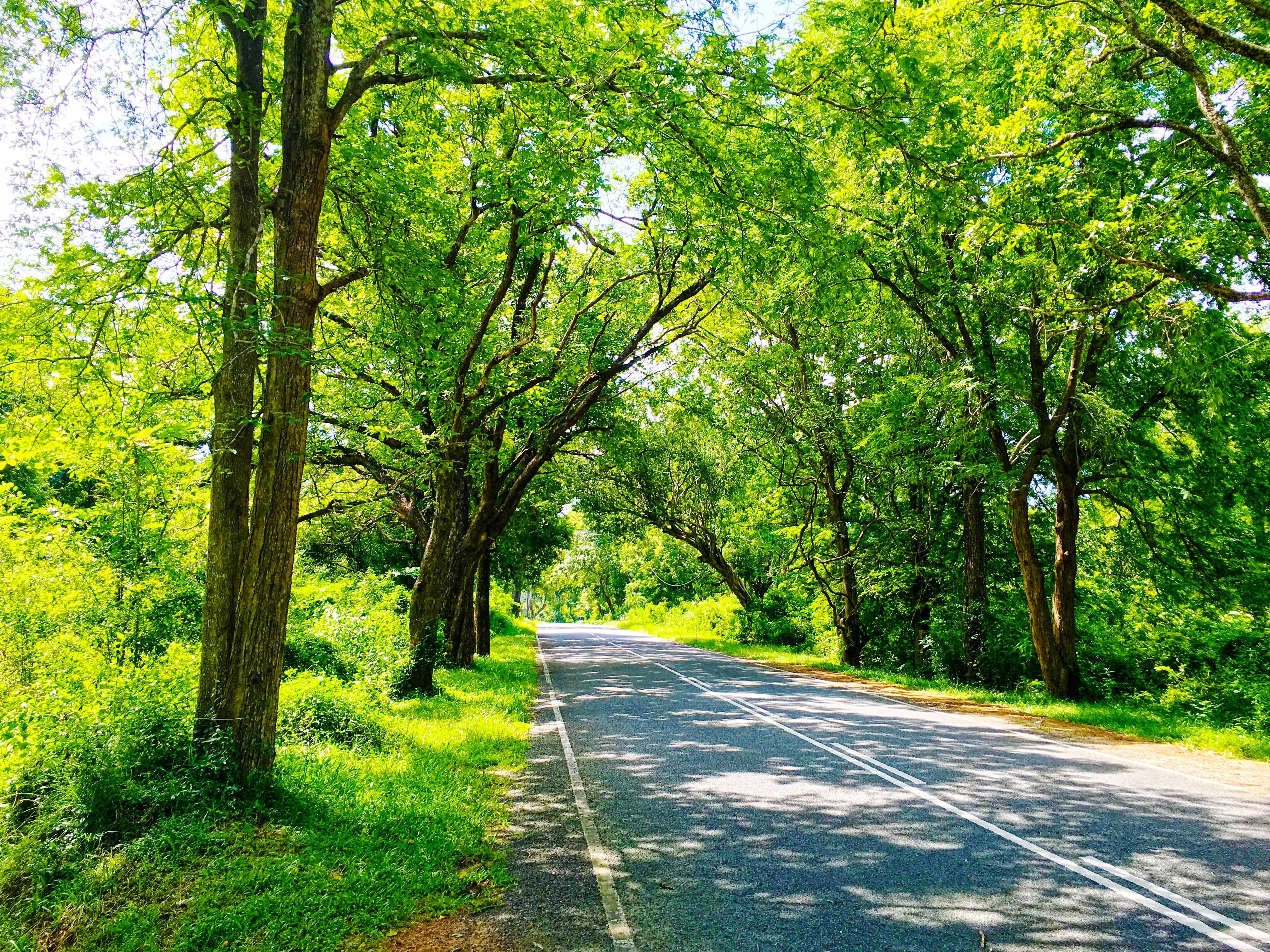Sri Lanka, Nature, Road, Trees, Photography, Green Wallpapers HD / Desktop  and Mobile Backgrounds
