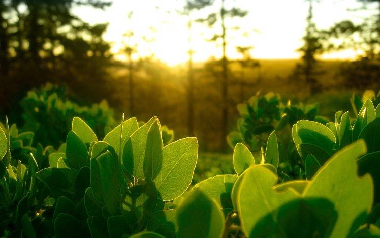 photography, Nature, Sun, Green, Depth Of Field HD Wallpaper Desktop Background