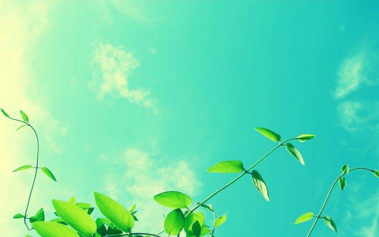 photography, Sky, Clouds, Plants, Nature, Green HD Wallpaper Desktop Background