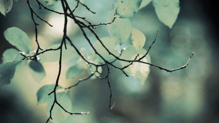 photography, Nature, Plants, Depth Of Field, Branch HD Wallpaper Desktop Background