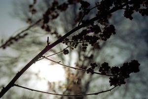 photography, Nature, Plants, Depth Of Field, Branch