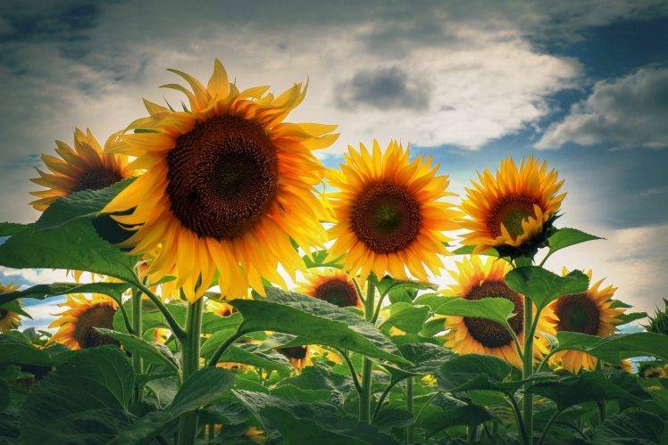 nature, Sunflowers HD Wallpaper Desktop Background