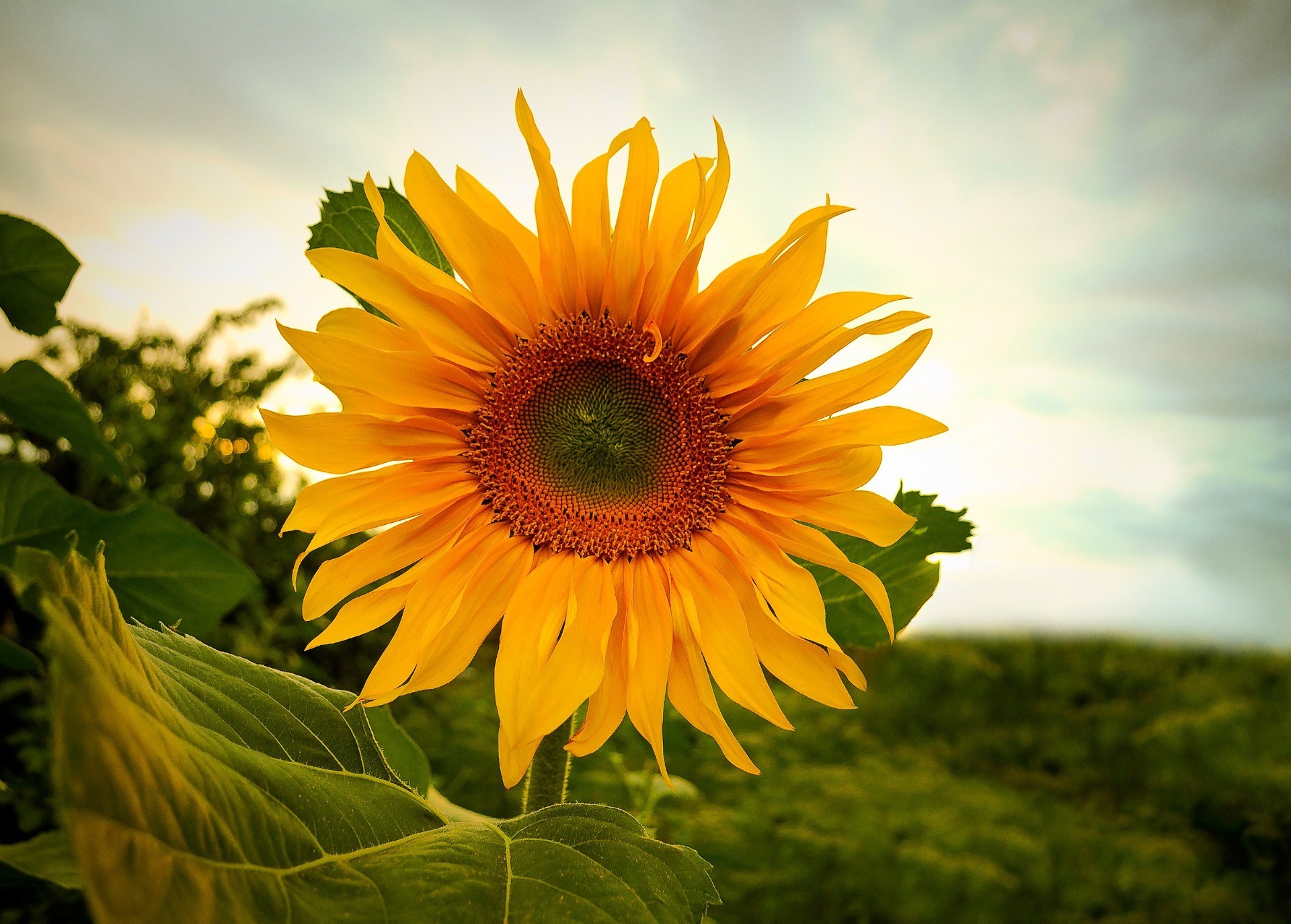 nature, Sunflowers Wallpaper