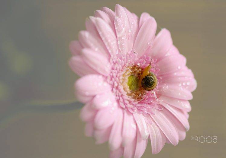 photography, Nature, Flowers HD Wallpaper Desktop Background