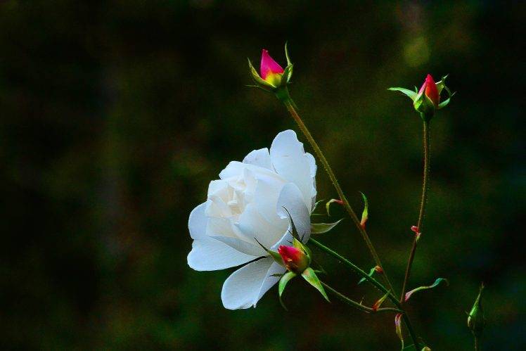 photography, Flowers HD Wallpaper Desktop Background