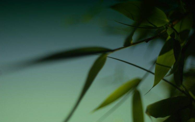 photography, Nature, Plants, Leaves, Green, Depth Of Field HD Wallpaper Desktop Background