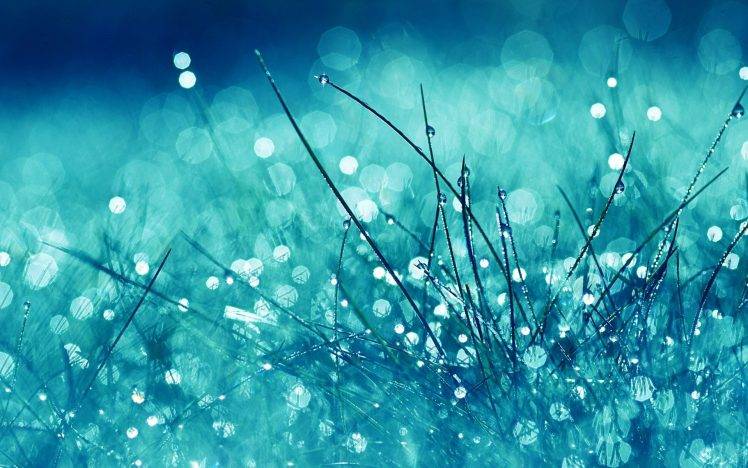 nature, Blue, Plants, Bokeh, Filter HD Wallpaper Desktop Background