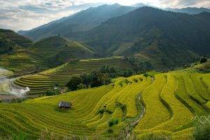 photography, Nature, Rice Paddy