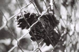photography, Monochrome, Chain link, Flowers
